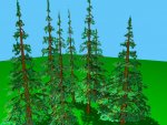 small forest.JPG