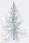 EuropeanLarch.jpg