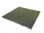 grass2.jpg