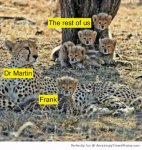 Cheetah-Family-resizecrop--.jpg