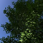 leaftest3.jpg