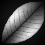 LeafBmp.png