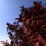leaftest6.jpg