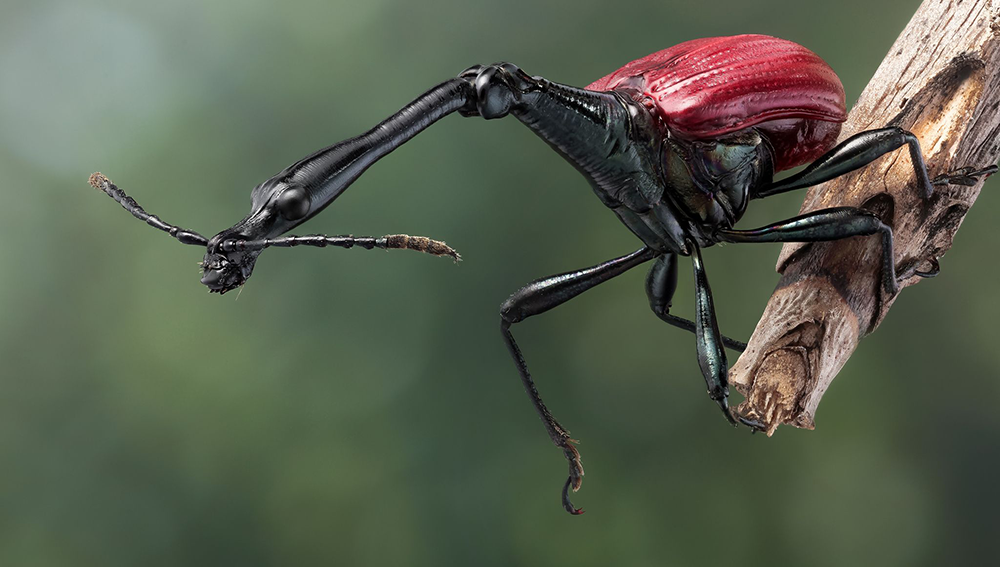 Giraffe Weevil.png